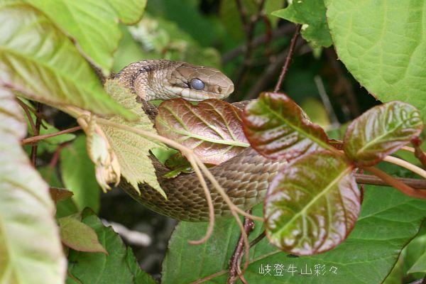 妻の作った 蛇の花瓶 巳年に使える たぶんアオダイショウ - 花瓶