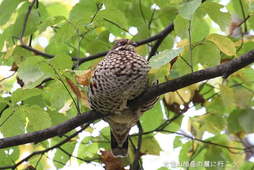 画像クリックで拡大、ふたたびクリックで元に戻ります。