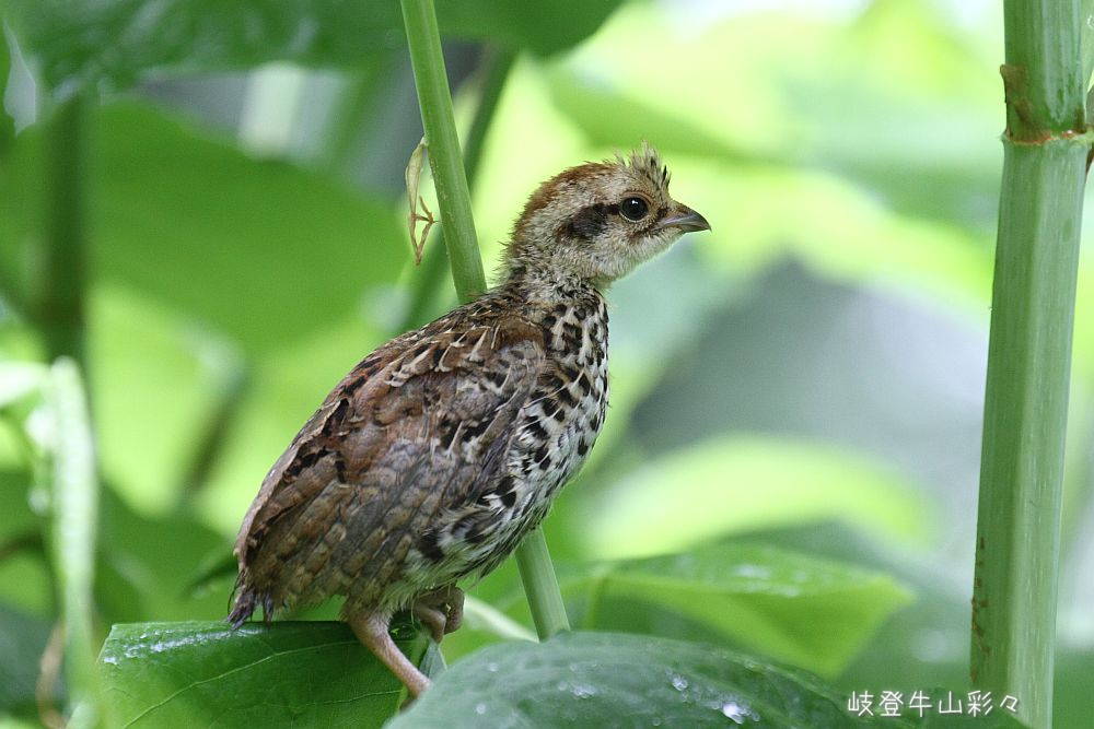 画像クリックで拡大、ふたたびクリックで元に戻ります。