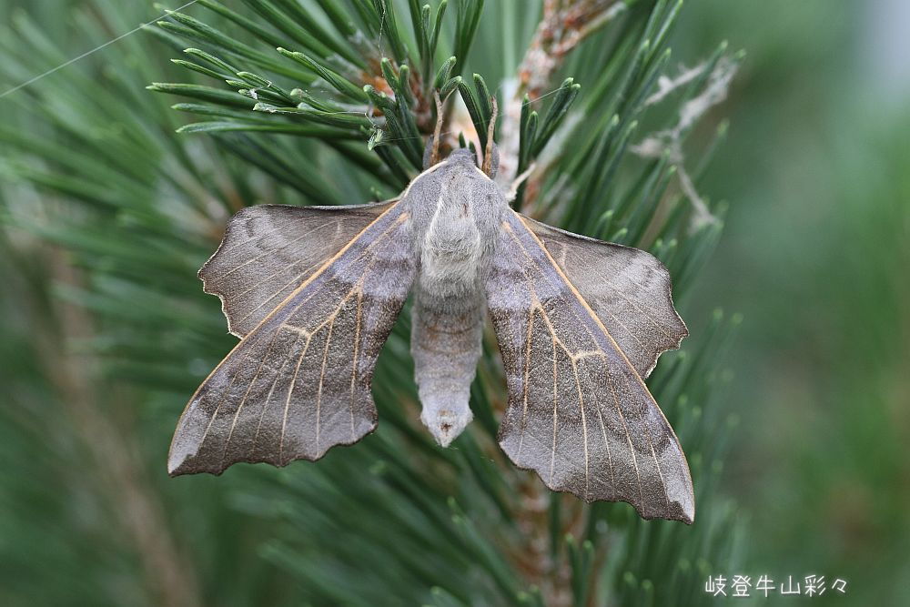 ノコギリスズメコ