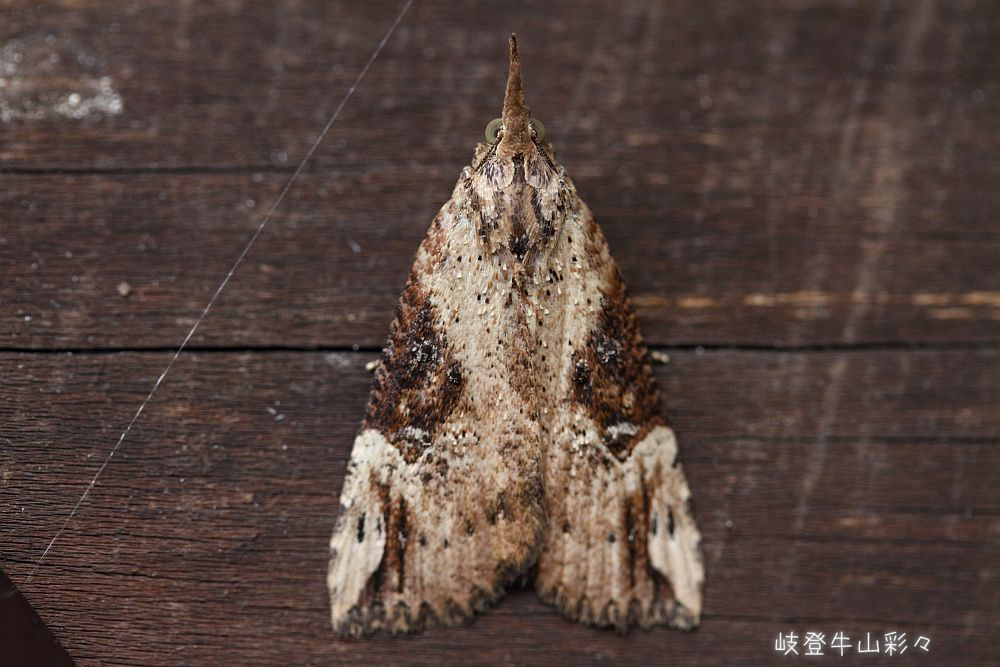 ミツボシアツバ