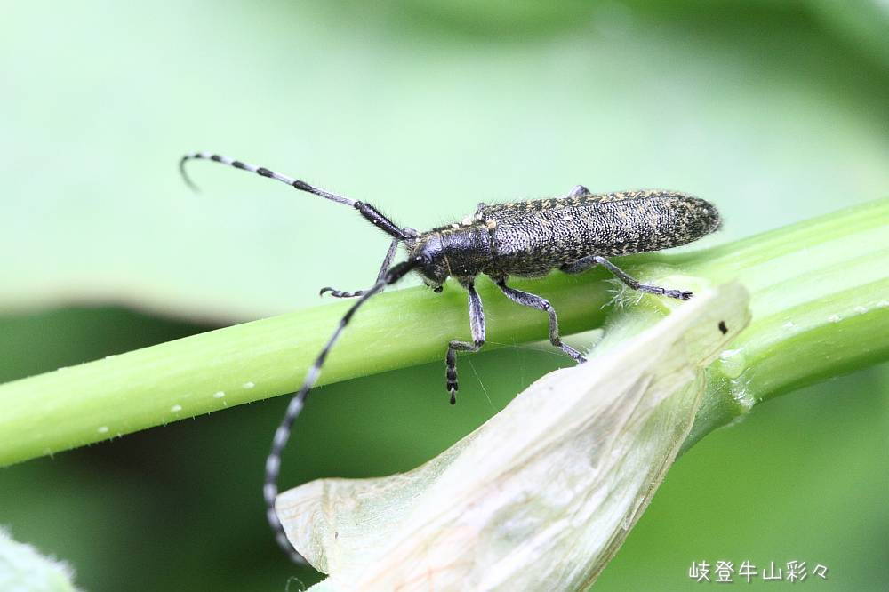 画像クリックで拡大、ふたたびクリックで元に戻ります。
