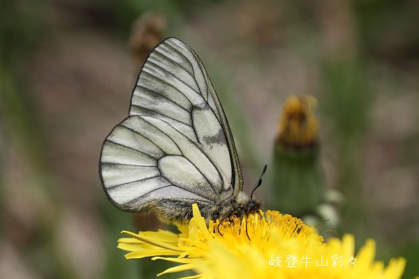 ヒメウスバシロチョウ