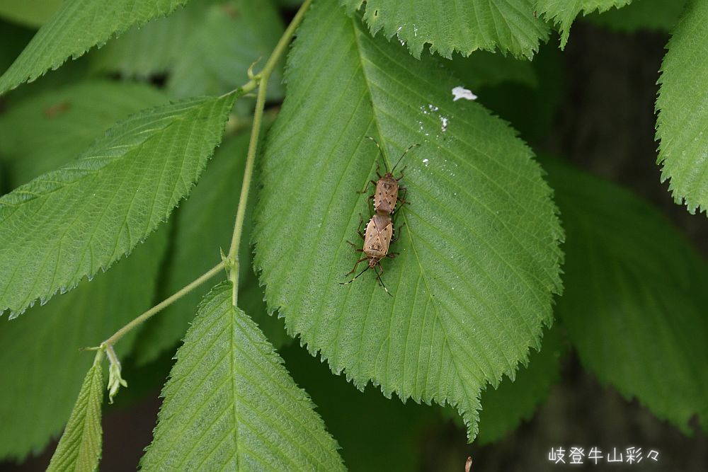 画像クリックで拡大、ふたたびクリックで元に戻ります。