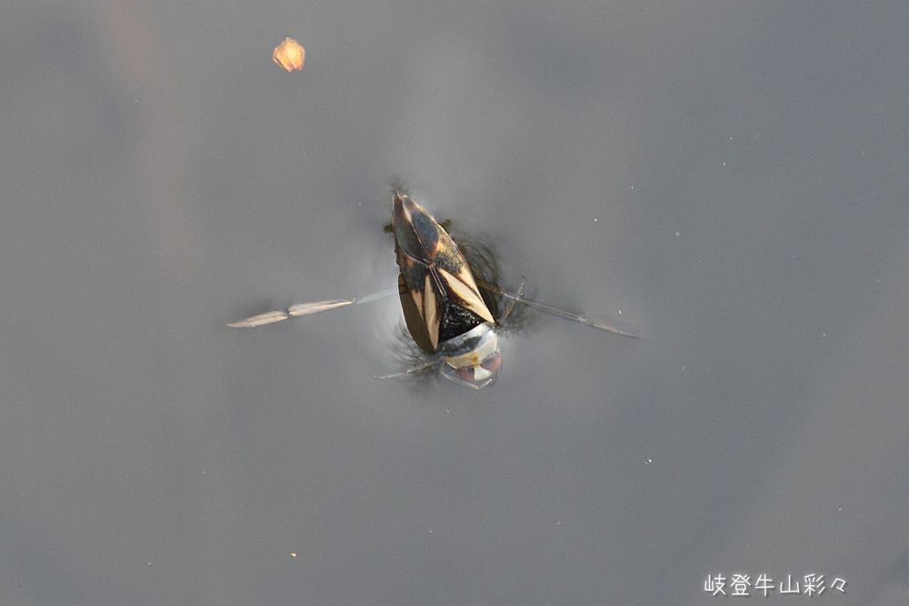 画像クリックで拡大、ふたたびクリックで元に戻ります。