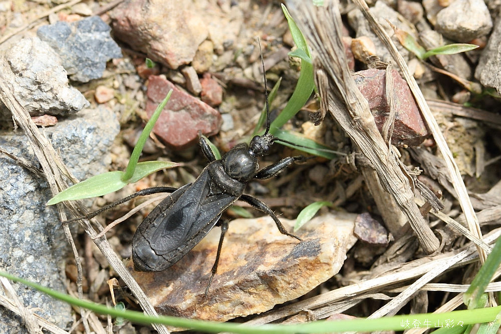 クロモンサシガメ