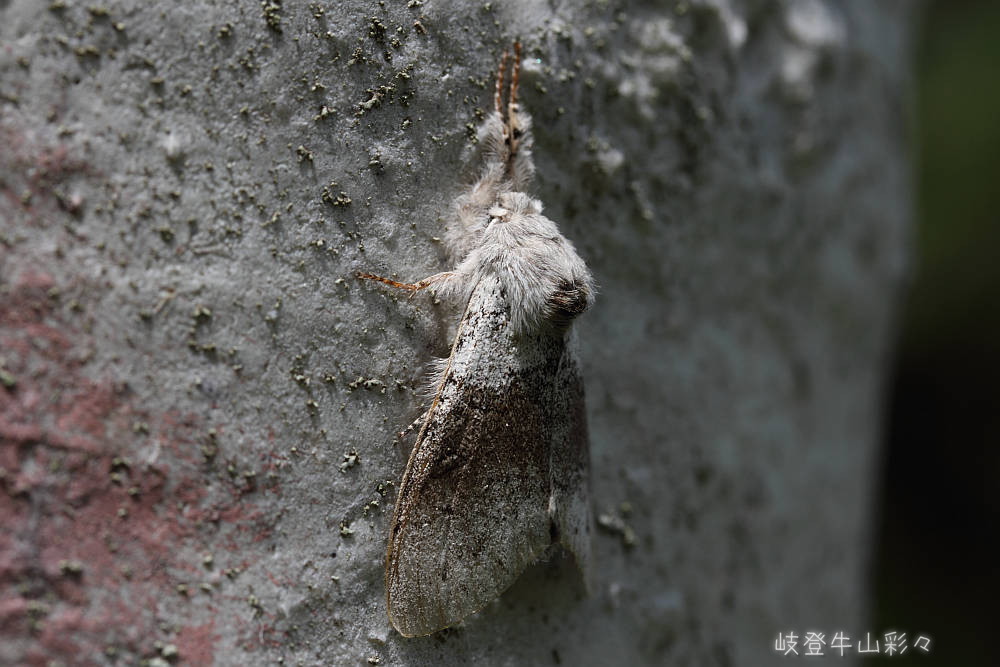 画像クリックで拡大、ふたたびクリックで元に戻ります。