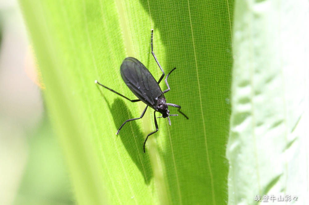 クロトゲナシケバエ