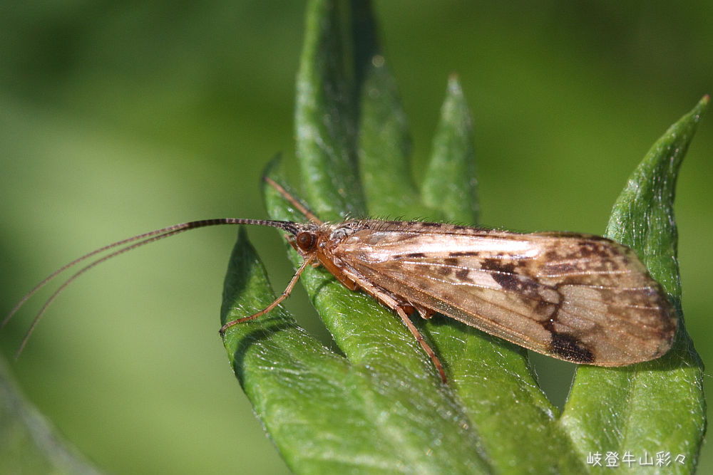 トビケラ目の一種