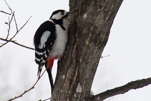 アカゲラ♀