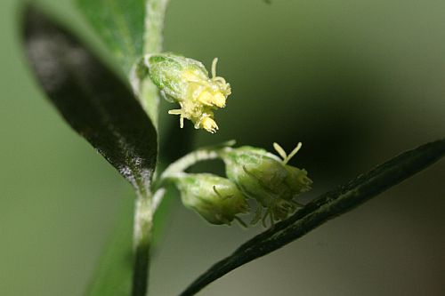オオヨモギの花
