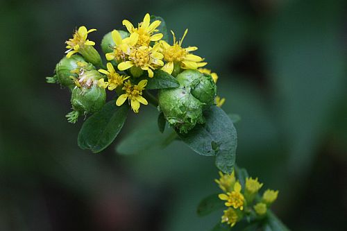 アキノキリンソウの花とアキノキリンソウミフクレフシ
