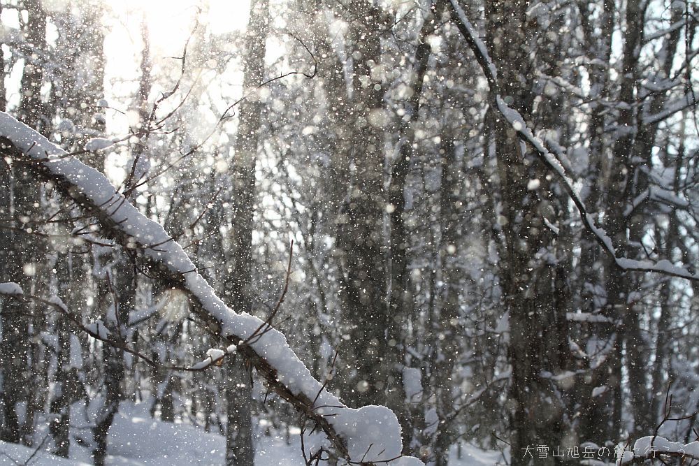 画像クリックで拡大、ドラッグで移動、ふたたびクリックで元に戻ります。 大雪山旭岳の麓に行こう