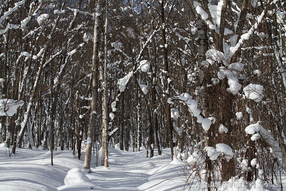 画像クリックで拡大、ドラッグで移動、ふたたびクリックで元に戻ります。 大雪山旭岳の麓に行こう