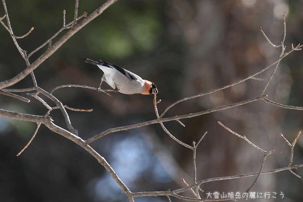 画像クリックで拡大、ドラッグで移動、ふたたびクリックで元に戻ります。 大雪山旭岳の麓に行こう