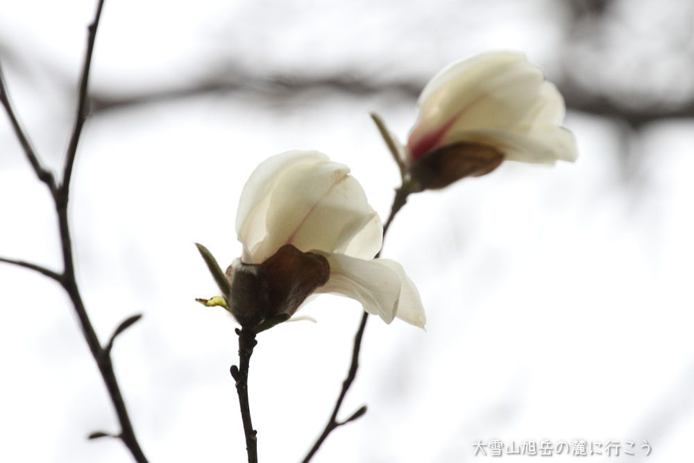 画像クリックで拡大、ドラッグで移動、ふたたびクリックで元に戻ります。 大雪山旭岳の麓に行こう