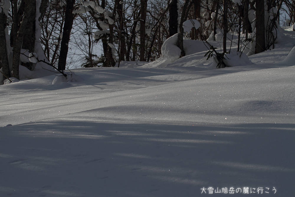 画像クリックで拡大、ドラッグで移動、ふたたびクリックで元に戻ります。 大雪山旭岳の麓に行こう