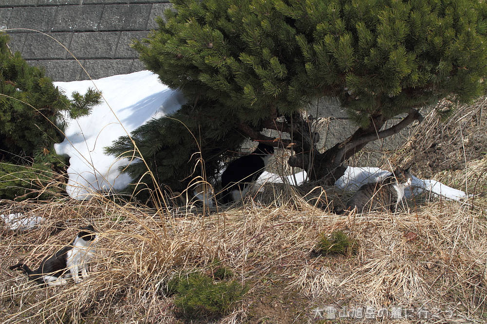 画像クリックで拡大、ドラッグで移動、ふたたびクリックで元に戻ります。 大雪山旭岳の麓に行こうシーズン2