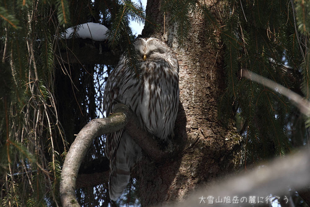 画像クリックで拡大、ドラッグで移動、ふたたびクリックで元に戻ります。 大雪山旭岳の麓に行こうシーズン2