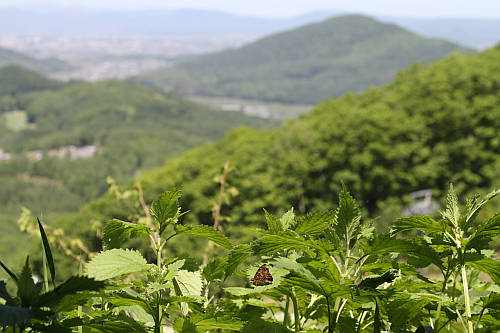 画像クリックで拡大、ドラッグで移動、ふたたびクリックで元に戻ります。 大雪山旭岳の麓に行こうシーズン2