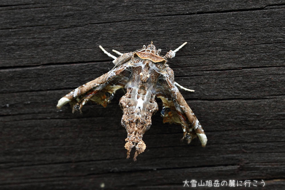 画像クリックで拡大、ドラッグで移動、ふたたびクリックで元に戻ります。 大雪山旭岳の麓に行こうシーズン2
