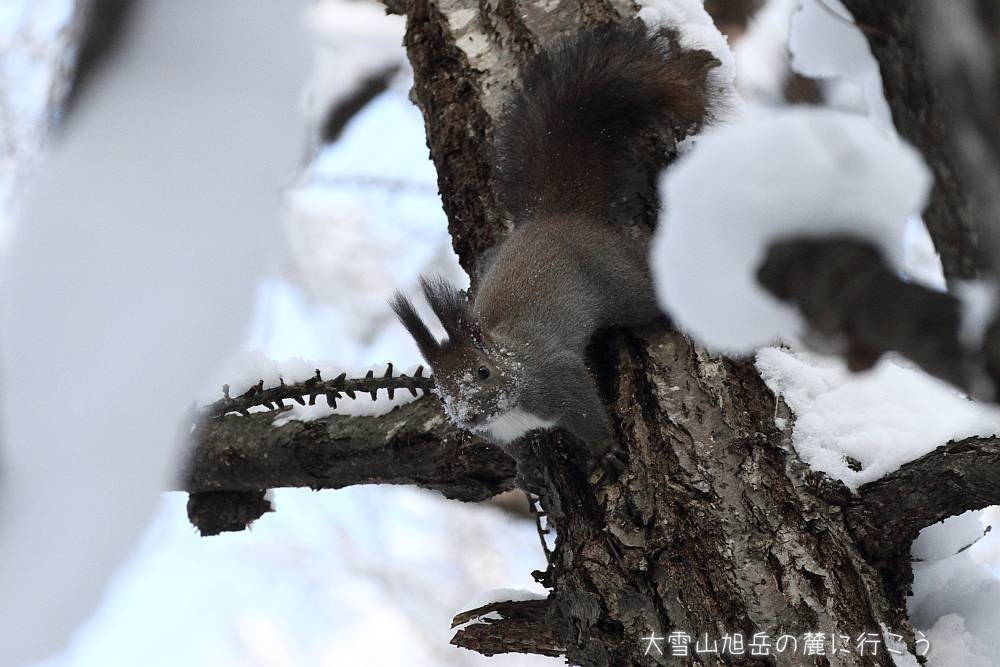 画像クリックで拡大、ドラッグで移動、ふたたびクリックで元に戻ります。 大雪山旭岳の麓に行こうシーズン2
