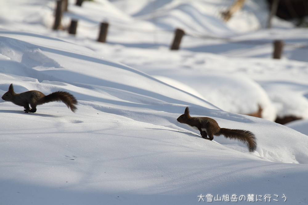 画像クリックで拡大、ドラッグで移動、ふたたびクリックで元に戻ります。 大雪山旭岳の麓に行こうシーズン2