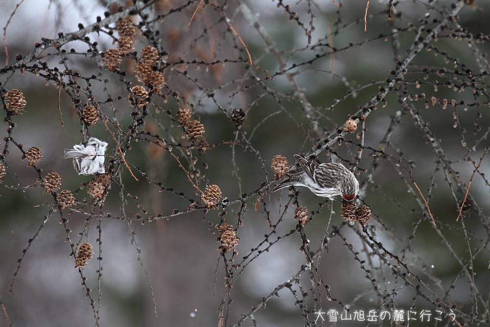 画像クリックで拡大、ドラッグで移動、ふたたびクリックで元に戻ります。 大雪山旭岳の麓に行こうシーズン2