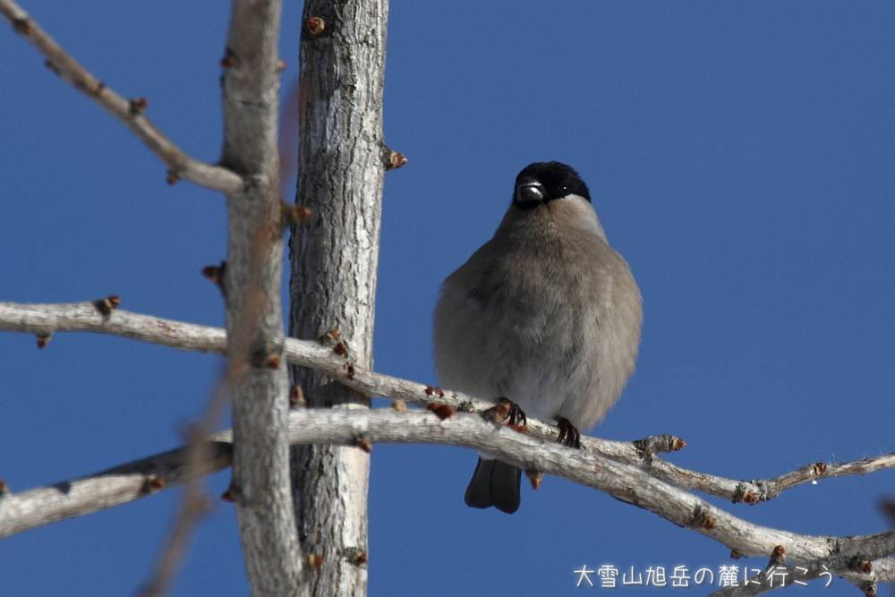 画像クリックで拡大、ドラッグで移動、ふたたびクリックで元に戻ります。 大雪山旭岳の麓に行こうシーズン2