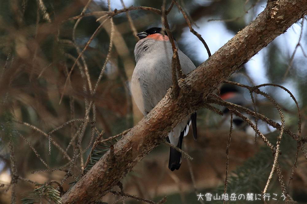 画像クリックで拡大、ドラッグで移動、ふたたびクリックで元に戻ります。 大雪山旭岳の麓に行こうシーズン2