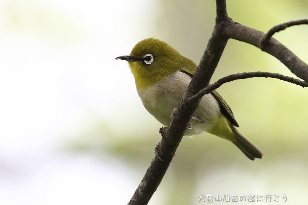 画像クリックで拡大、ドラッグで移動、ふたたびクリックで元に戻ります。 大雪山旭岳の麓に行こうシーズン2