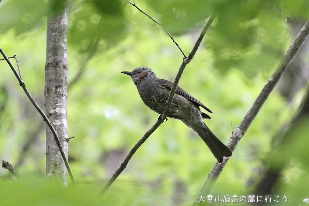 画像クリックで拡大、ドラッグで移動、ふたたびクリックで元に戻ります。 大雪山旭岳の麓に行こうシーズン2