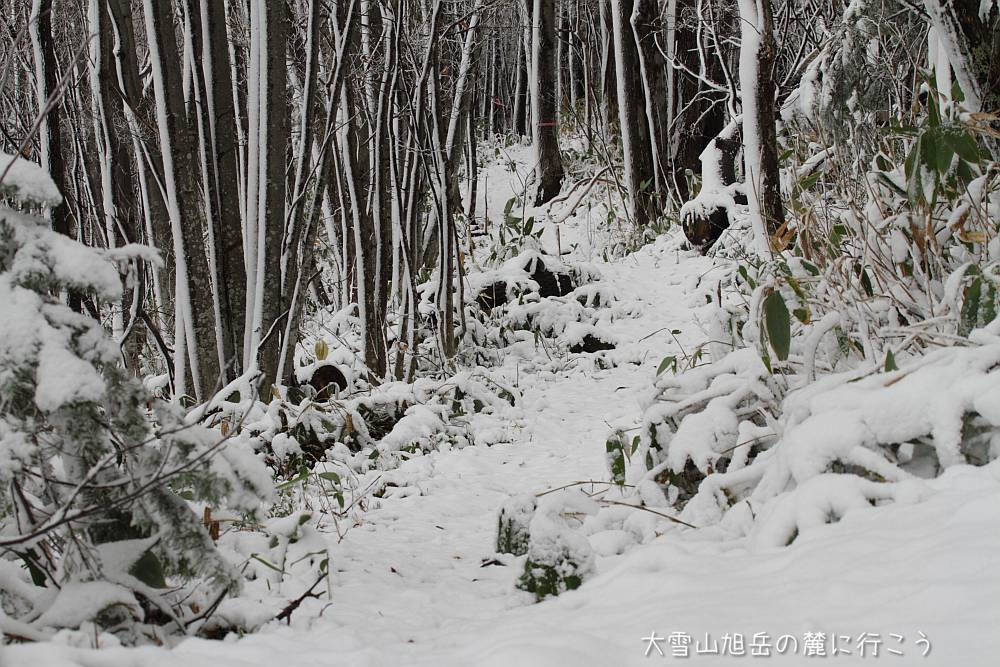 画像クリックで拡大、ドラッグで移動、ふたたびクリックで元に戻ります。 大雪山旭岳の麓に行こうシーズン2