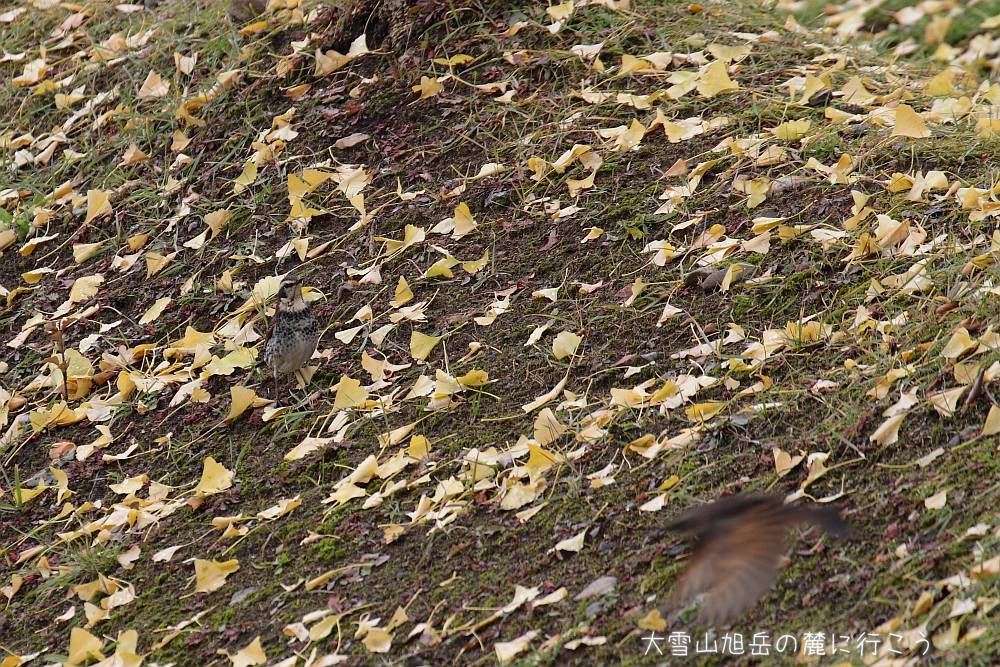 画像クリックで拡大、ドラッグで移動、ふたたびクリックで元に戻ります。 大雪山旭岳の麓に行こうシーズン2