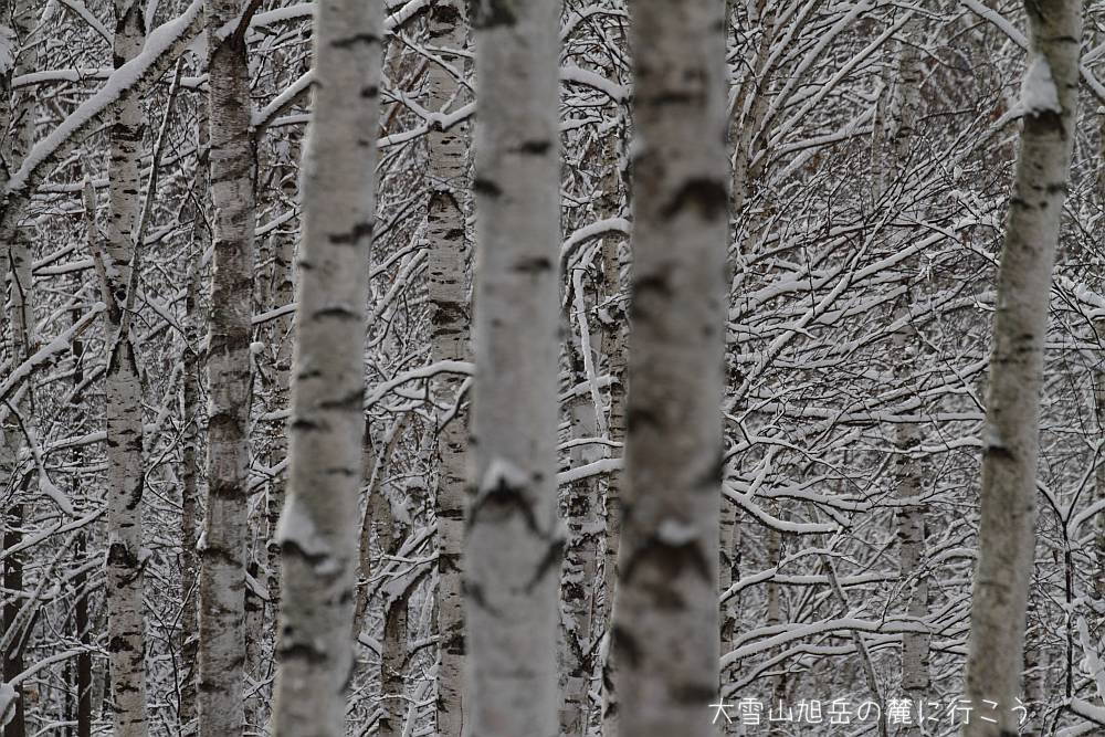 画像クリックで拡大、ドラッグで移動、ふたたびクリックで元に戻ります。 大雪山旭岳の麓に行こうシーズン2