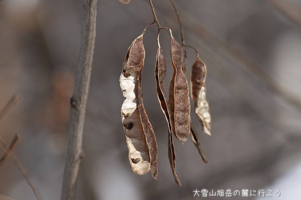 画像クリックで拡大、ドラッグで移動、ふたたびクリックで元に戻ります。 大雪山旭岳の麓に行こうシーズン2