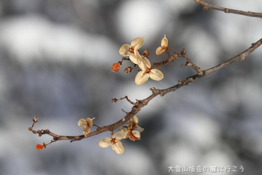 画像クリックで拡大、ドラッグで移動、ふたたびクリックで元に戻ります。 大雪山旭岳の麓に行こうシーズン2