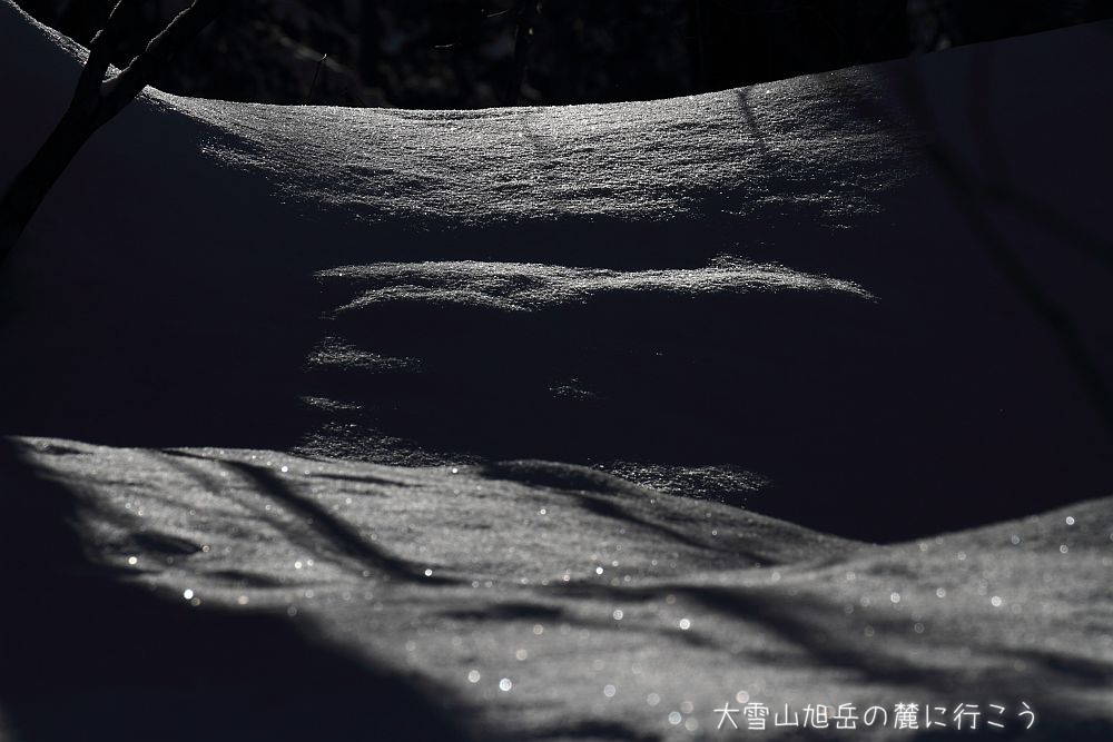 画像クリックで拡大、ドラッグで移動、ふたたびクリックで元に戻ります。 大雪山旭岳の麓に行こうシーズン2