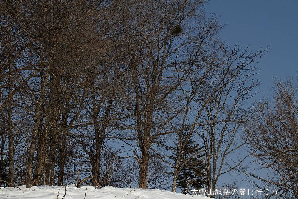 画像クリックで拡大、ドラッグで移動、ふたたびクリックで元に戻ります。 大雪山旭岳の麓に行こうシーズン2