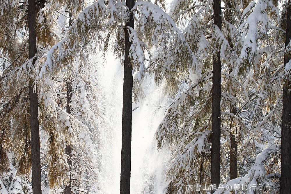 画像クリックで拡大、ドラッグで移動、ふたたびクリックで元に戻ります。 大雪山旭岳の麓に行こうシーズン2