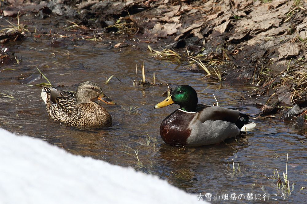 画像クリックで拡大、ドラッグで移動、ふたたびクリックで元に戻ります。 大雪山旭岳の麓に行こうシーズン2