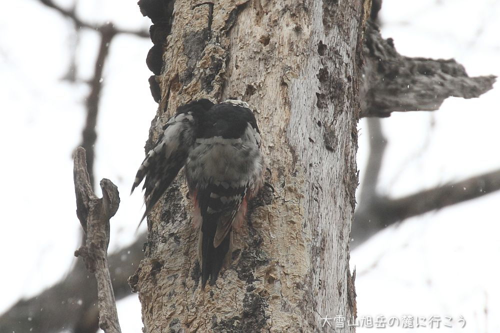 画像クリックで拡大、ドラッグで移動、ふたたびクリックで元に戻ります。 大雪山旭岳の麓に行こうシーズン2