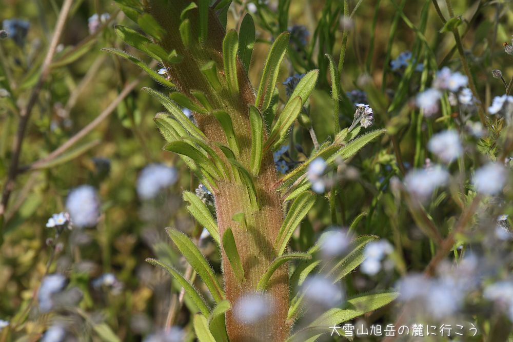画像クリックで拡大、ドラッグで移動、ふたたびクリックで元に戻ります。 大雪山旭岳の麓に行こうシーズン2