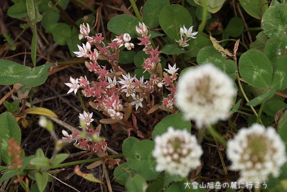 画像クリックで拡大、ドラッグで移動、ふたたびクリックで元に戻ります。 大雪山旭岳の麓に行こうシーズン2