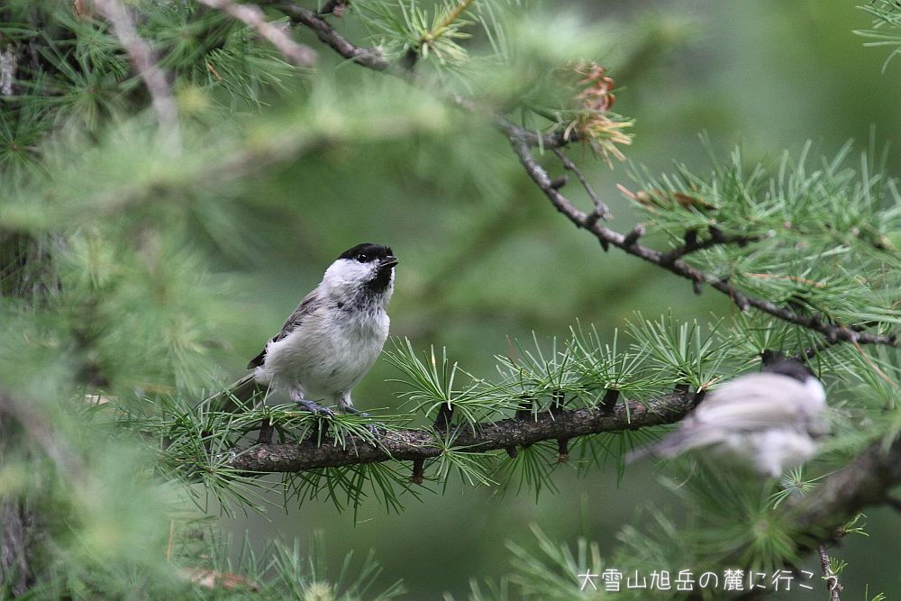 画像クリックで拡大、ドラッグで移動、ふたたびクリックで元に戻ります。 大雪山旭岳の麓に行こうシーズン2