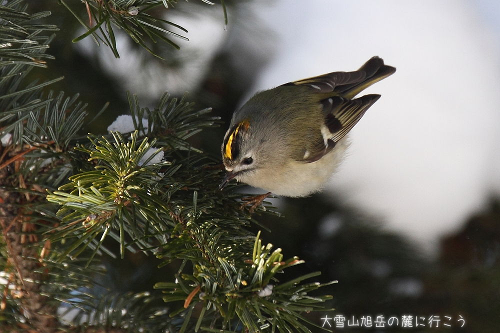 画像クリックで拡大、ドラッグで移動、ふたたびクリックで元に戻ります。 大雪山旭岳の麓に行こうシーズン2