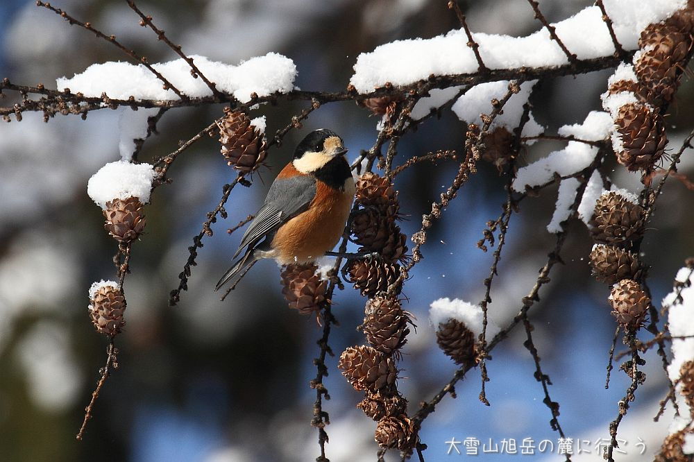 画像クリックで拡大、ドラッグで移動、ふたたびクリックで元に戻ります。 大雪山旭岳の麓に行こうシーズン2
