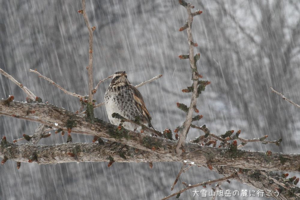 画像クリックで拡大、ドラッグで移動、ふたたびクリックで元に戻ります。 大雪山旭岳の麓に行こうシーズン2
