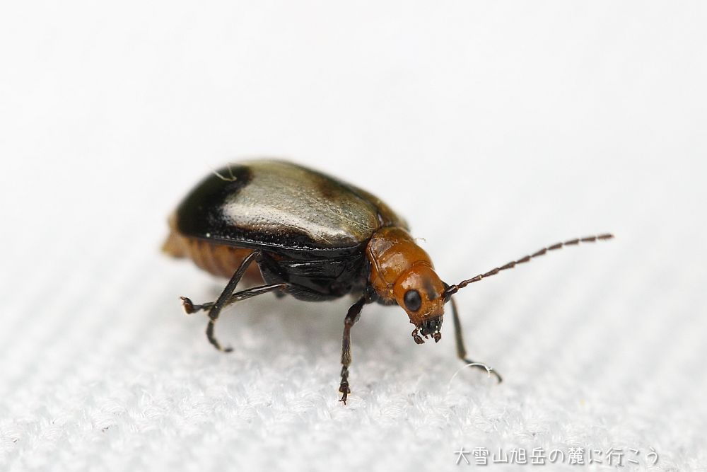 画像クリックで拡大、ドラッグで移動、ふたたびクリックで元に戻ります。 大雪山旭岳の麓に行こうシーズン2