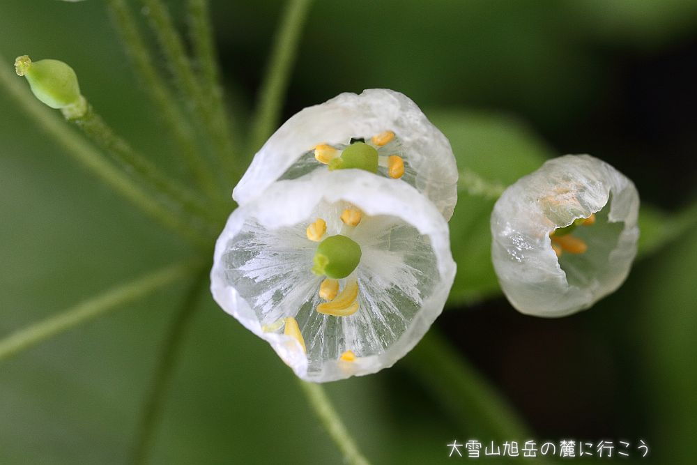画像クリックで拡大、ドラッグで移動、ふたたびクリックで元に戻ります。 大雪山旭岳の麓に行こうシーズン2